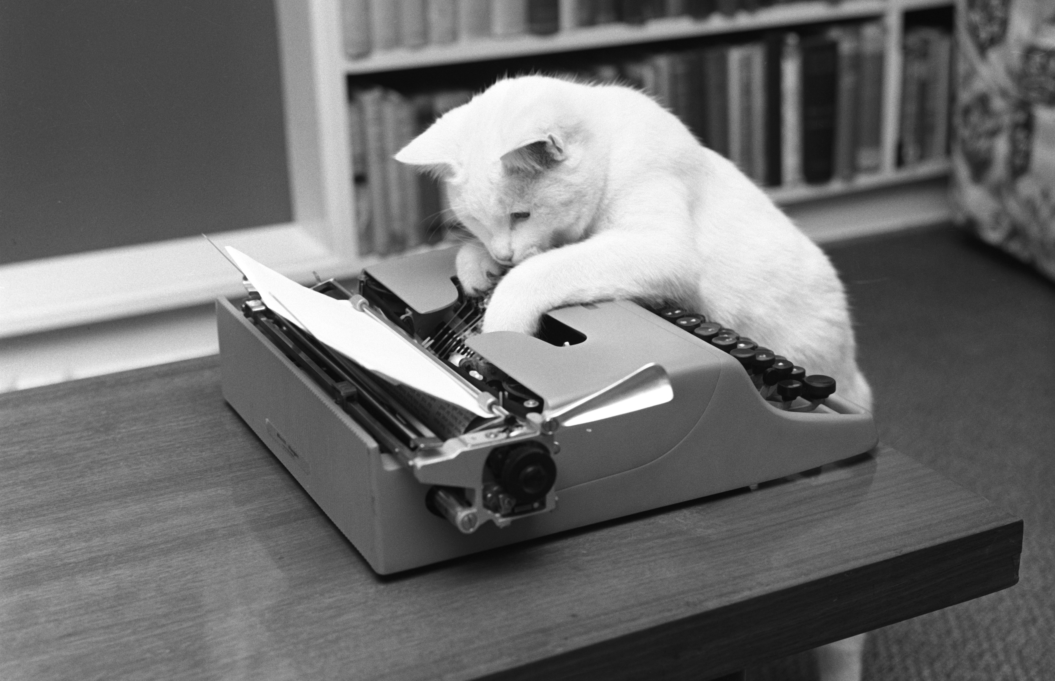 Bebel the cat, hard at work at a typewriter.