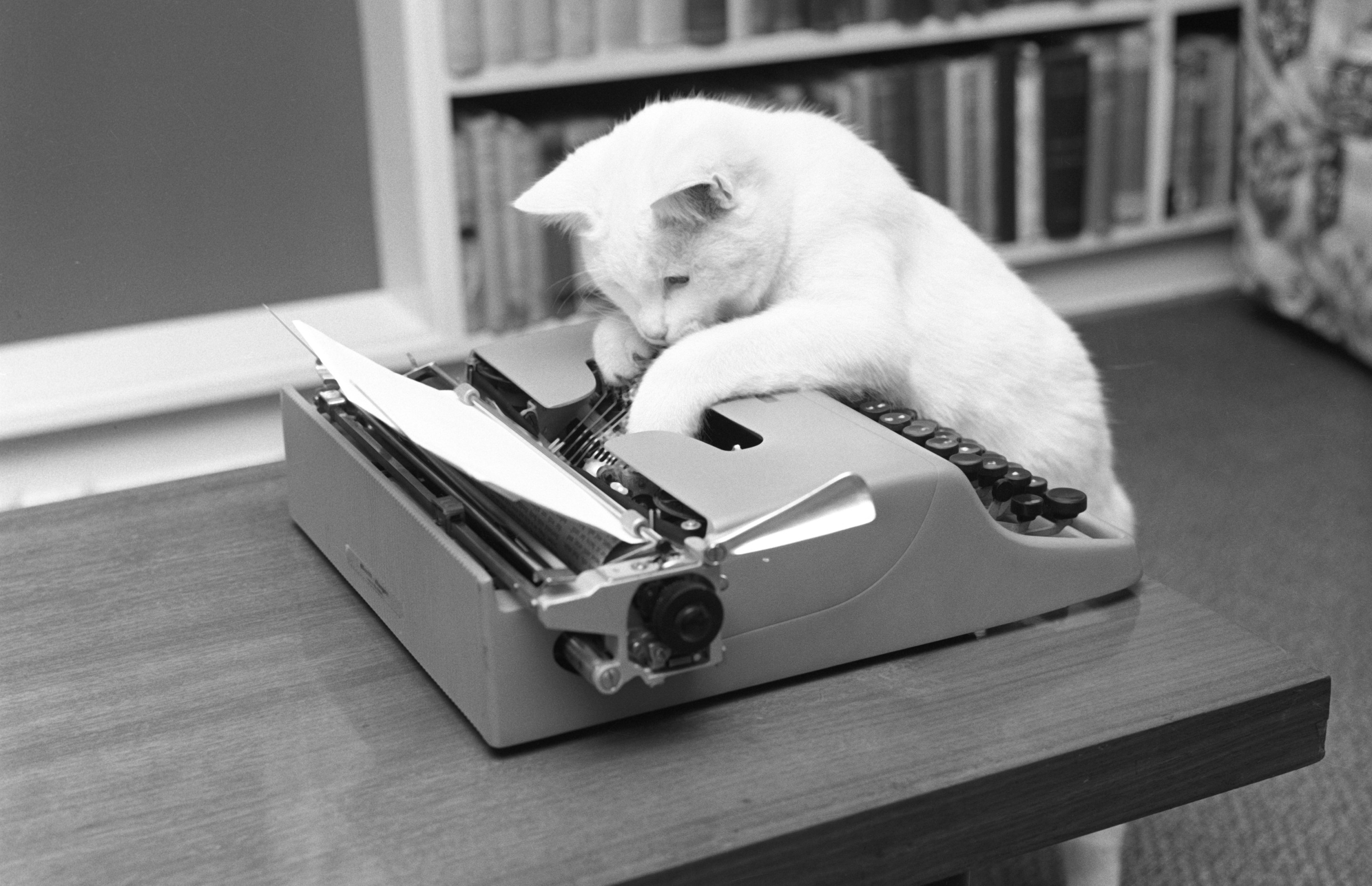 Bebel the cat, hard at work at a typewriter.