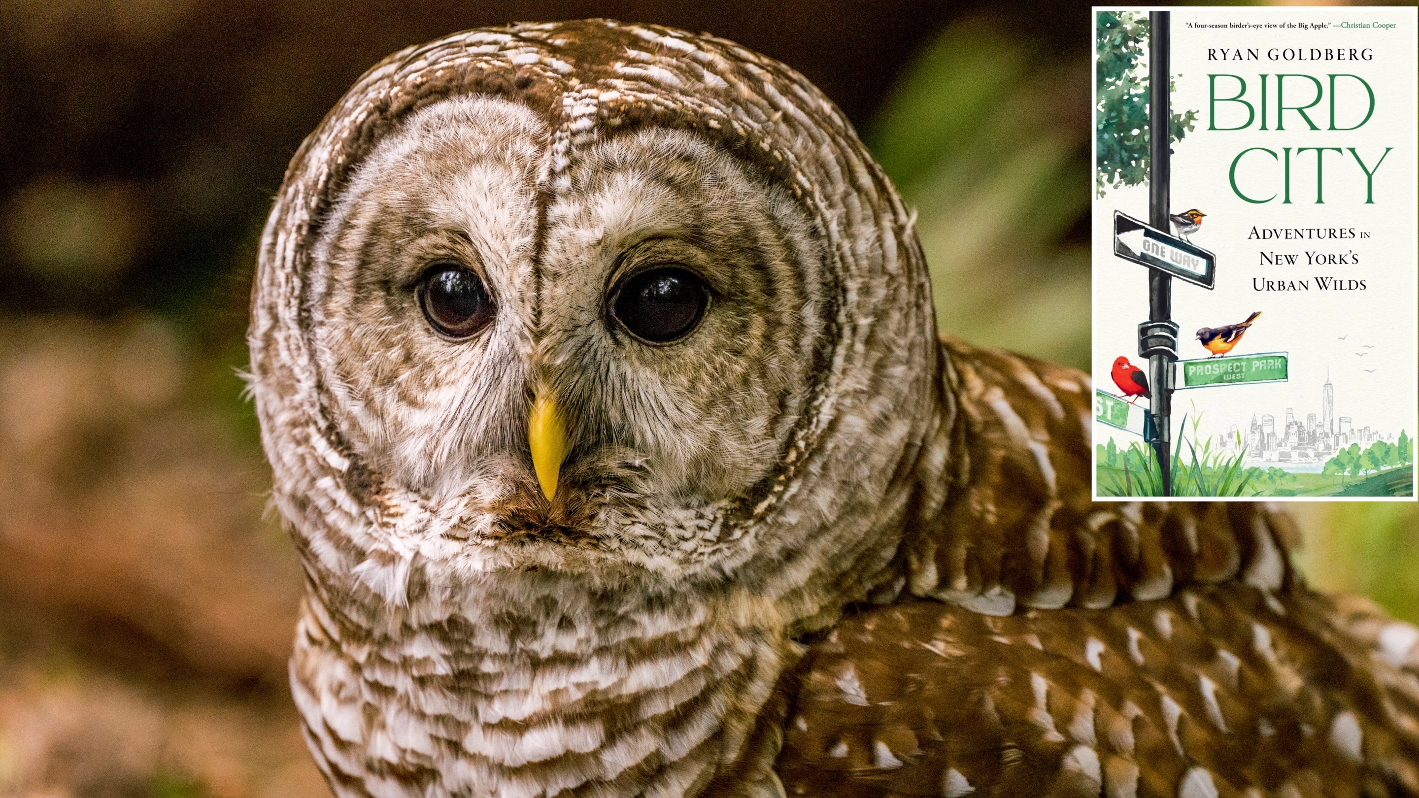 UNITED STATES - 2023/05/31: Close-up of a barred owl (Strix varia), also known as the northern barred owl, or striped owl, in a park in Kirkland, Washington State, United States. (Photo by Wolfgang Kaehler/LightRocket via Getty Images)