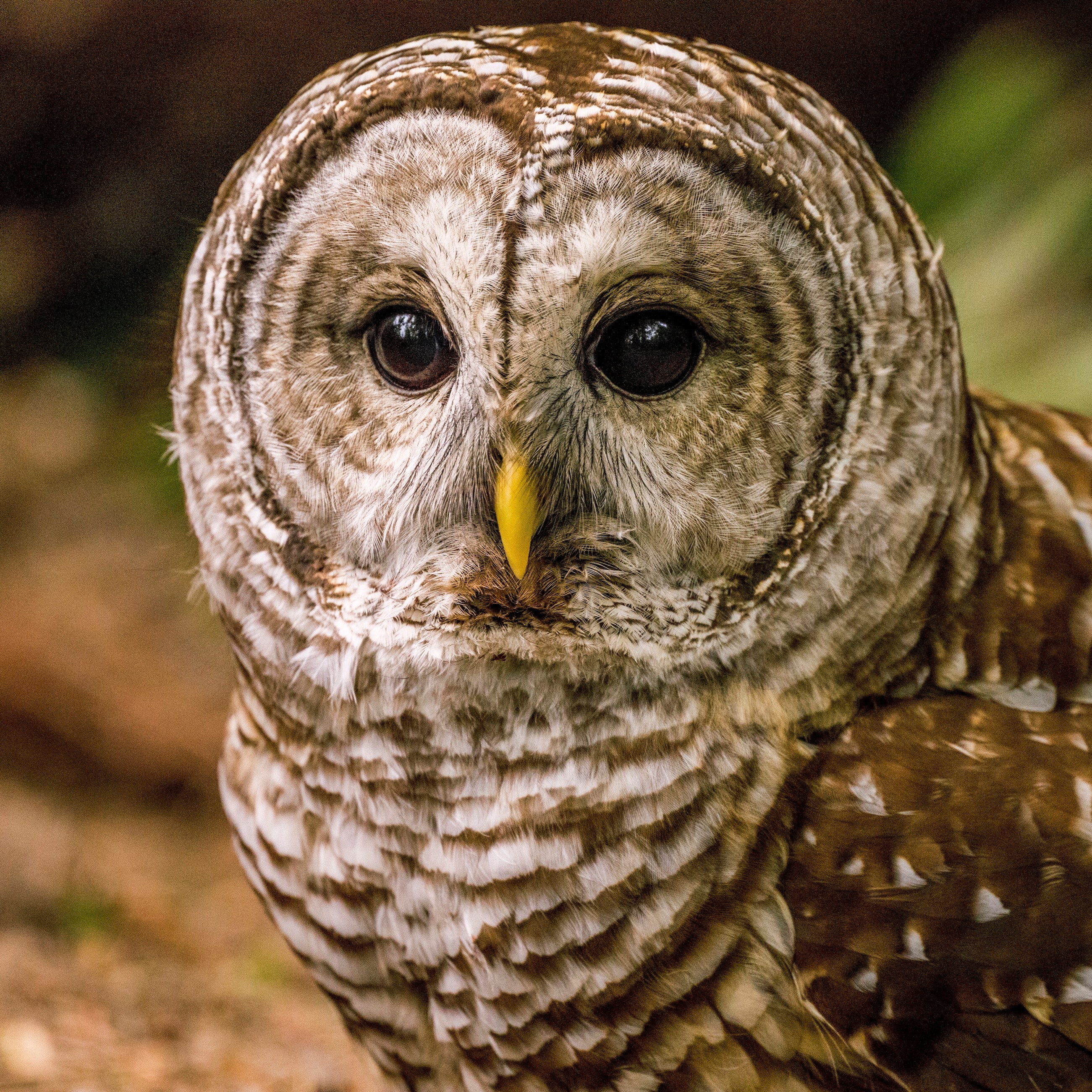 UNITED STATES - 2023/05/31: Close-up of a barred owl (Strix varia), also known as the northern barred owl, or striped owl, in a park in Kirkland, Washington State, United States. (Photo by Wolfgang Kaehler/LightRocket via Getty Images)