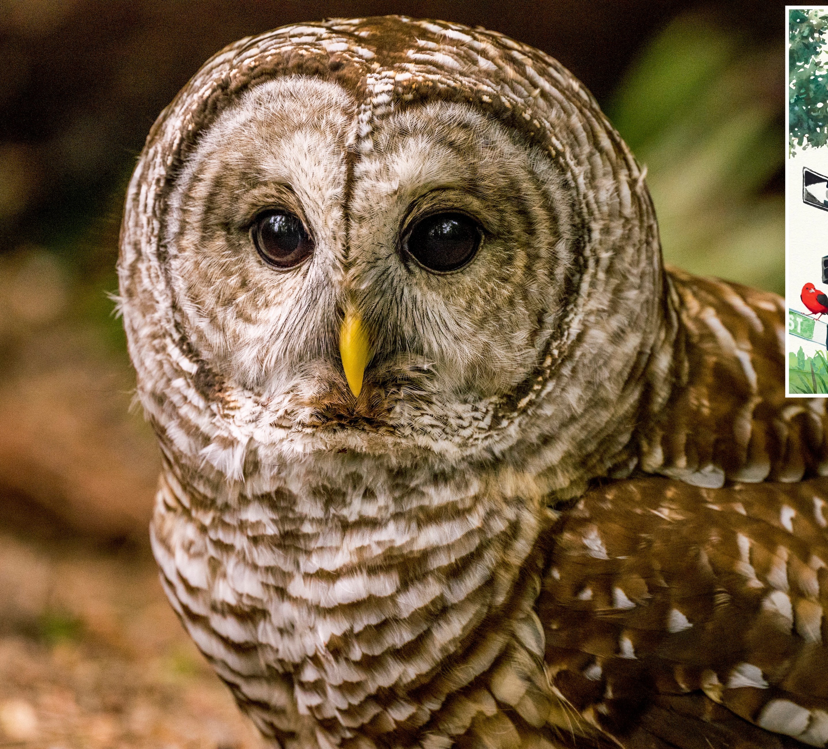 UNITED STATES - 2023/05/31: Close-up of a barred owl (Strix varia), also known as the northern barred owl, or striped owl, in a park in Kirkland, Washington State, United States. (Photo by Wolfgang Kaehler/LightRocket via Getty Images)