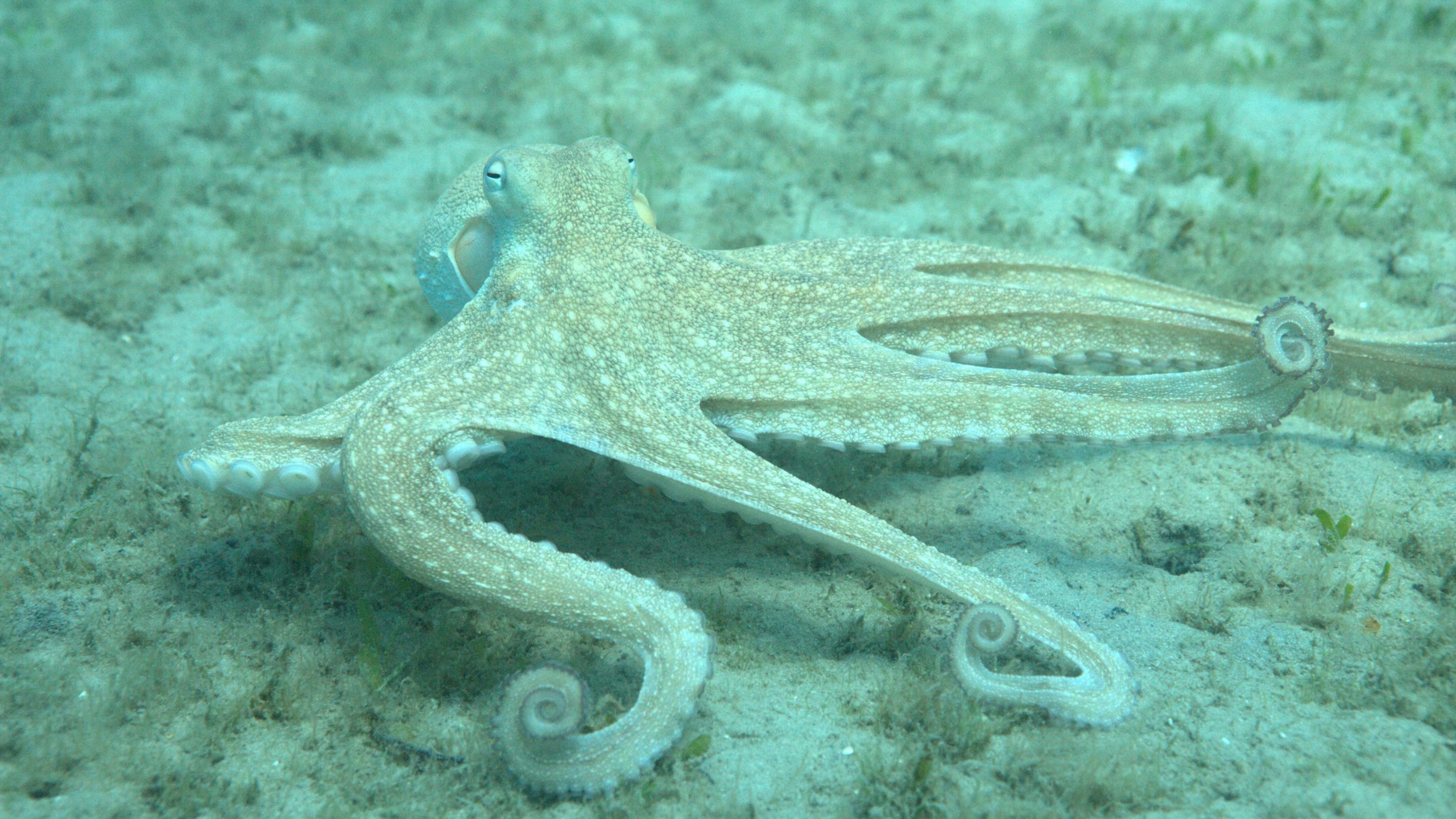 a wild octopus americanus, arms unspooled and curling