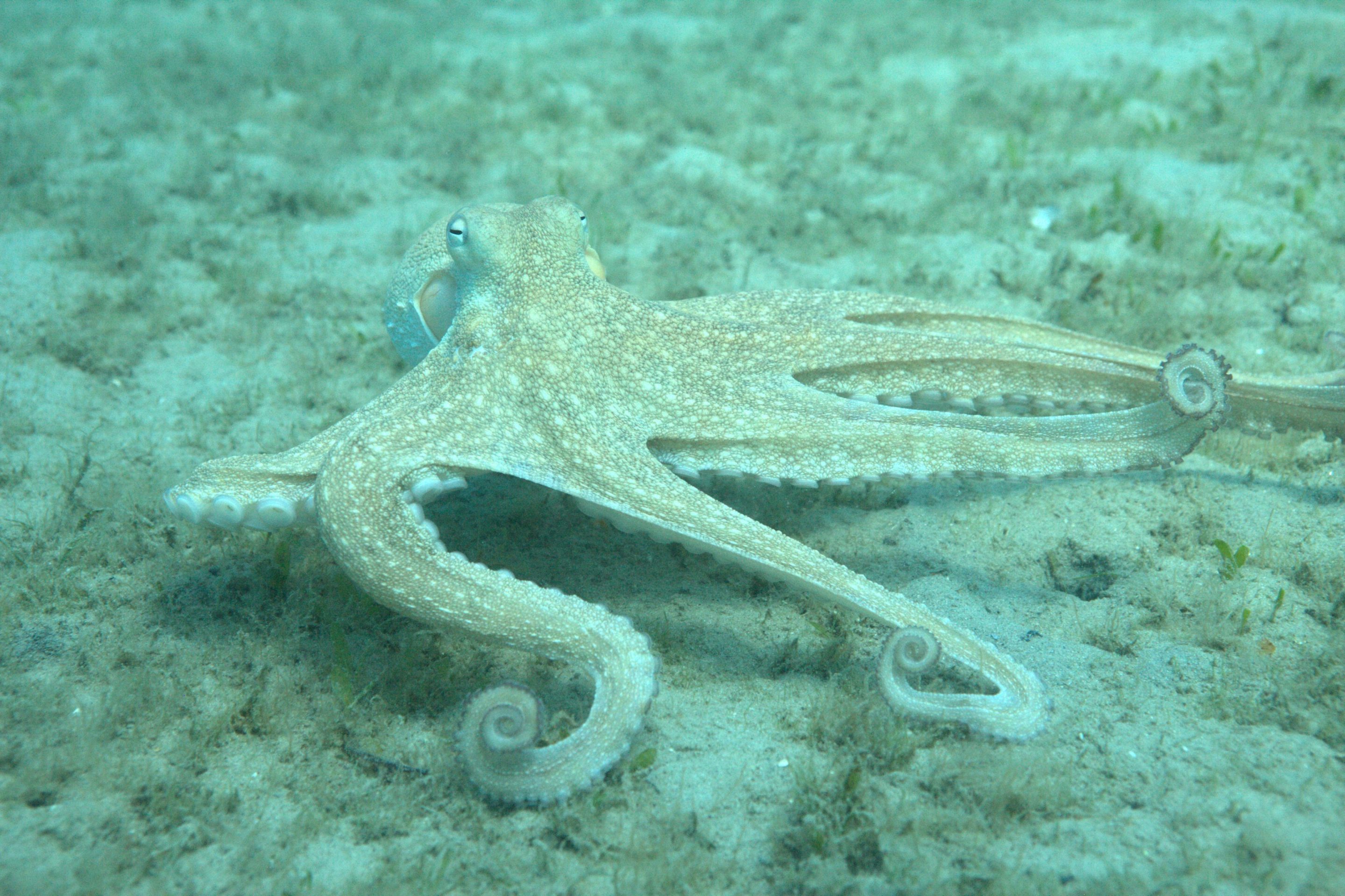 a wild octopus americanus, arms unspooled and curling