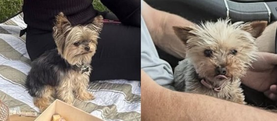 Sports Yorkie Showdown: Whose Pup Is Punier?