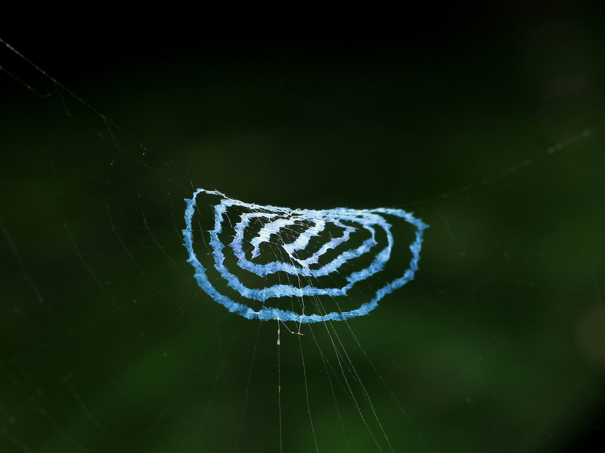 Why Do Some Spiders Make Web Art?