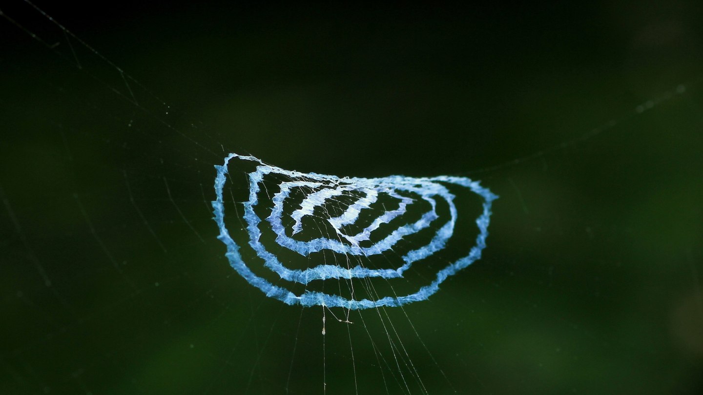 Spiraling stabilimenta spider web near Cikaniki Research Station, Halimun - Salak National Park