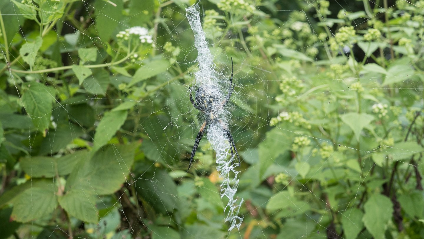 Garden spider in its web, obscured by stabilimentum