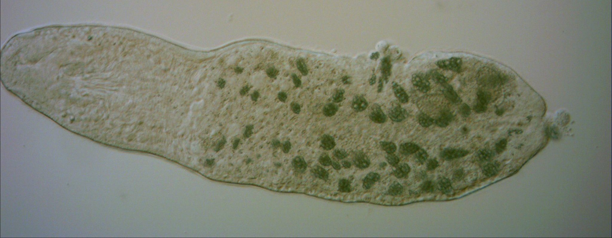 a photo of the microscopic flatworm Stenostomum simplex, which looks like a worm with green balls inside its body.