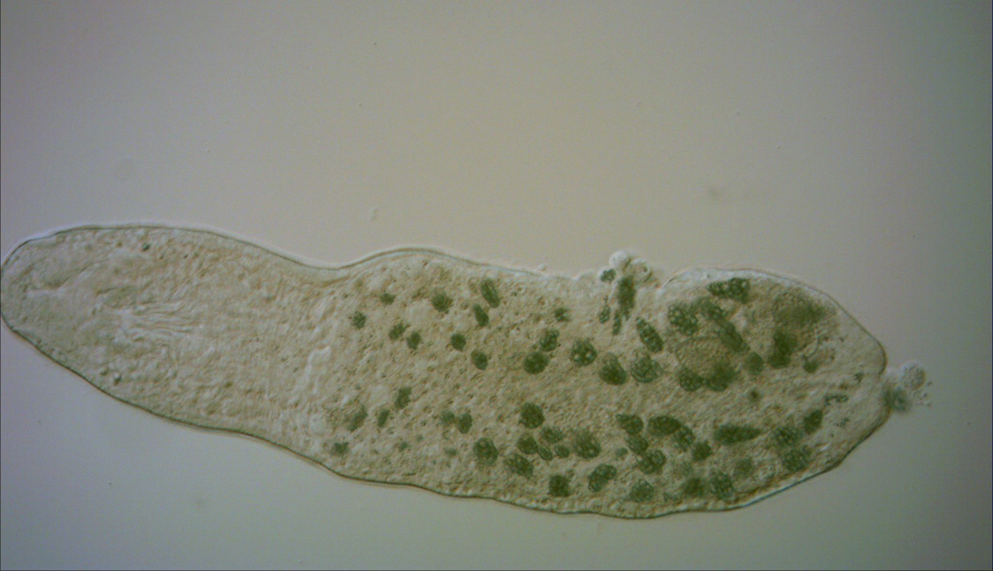 a photo of the microscopic flatworm Stenostomum simplex, which looks like a worm with green balls inside its body.