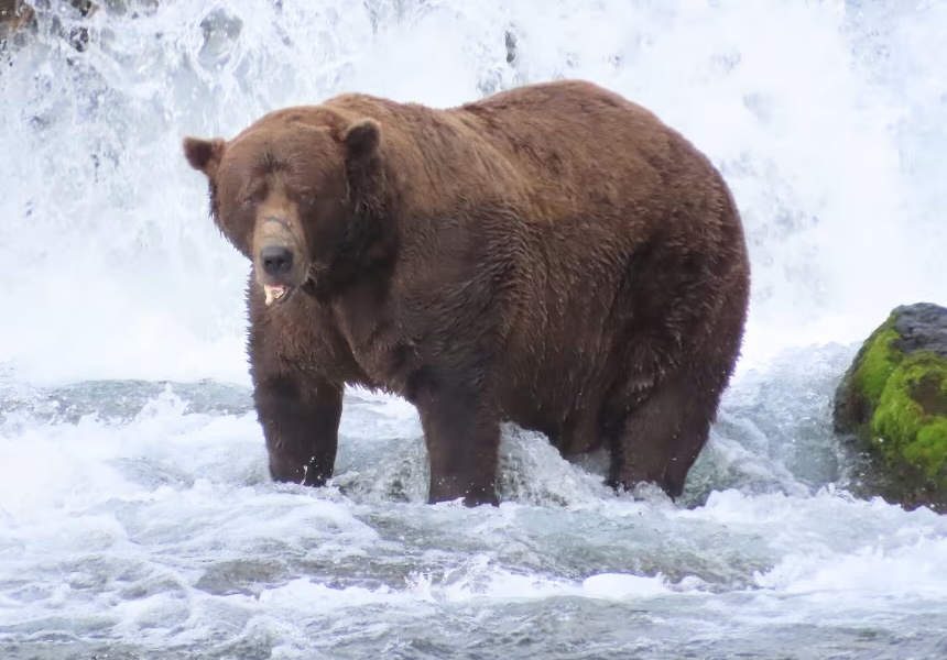 Chunk, the fattest bear.