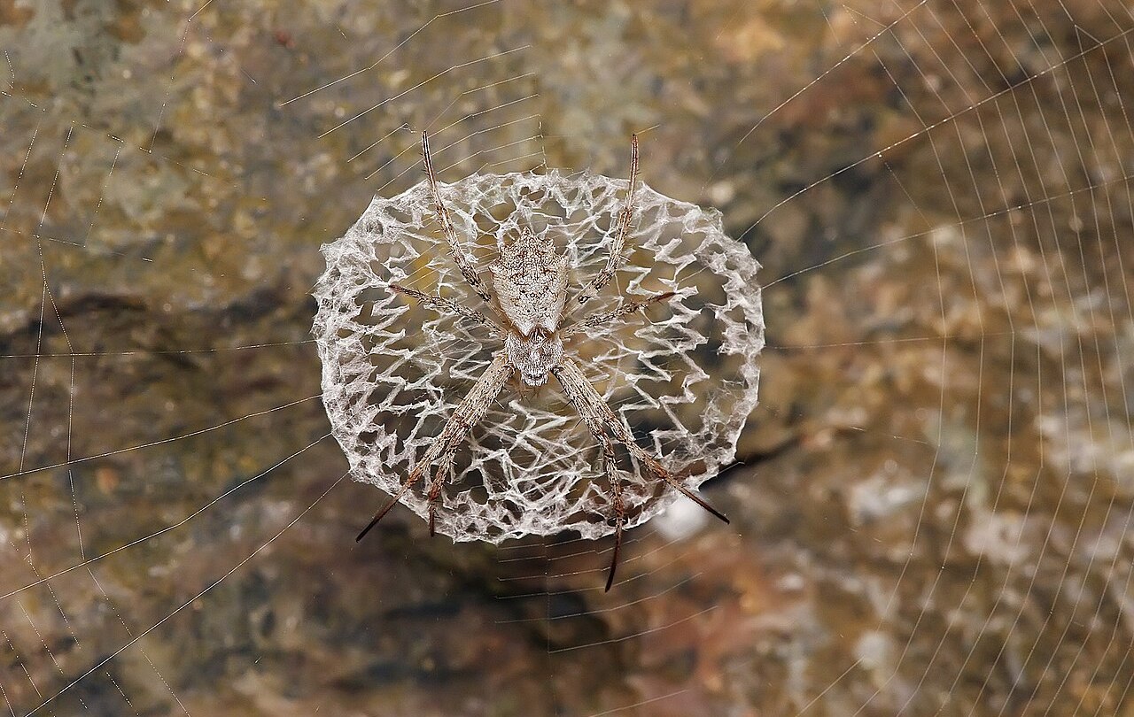 : An Orb-weaver spider, Argiope spider (cf. Argiope flavipalpis?). Pictured on the Uluguru Mountains in Tanzania