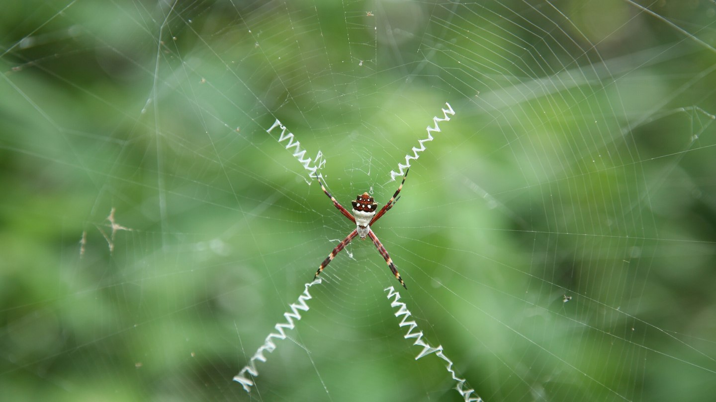 Web decorations (stabilimenta) in the net of an silver Argiope spider (Argiope argentata), here as X-shaped segments radiating from the center of the net