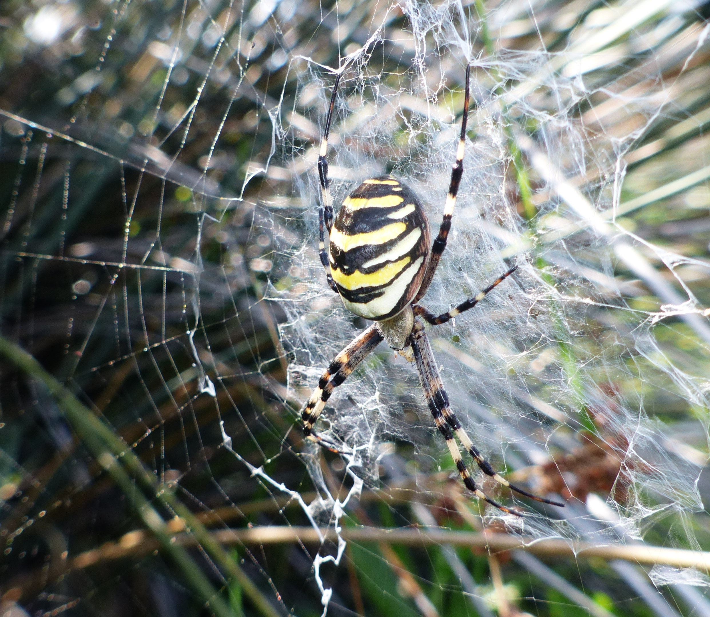 a spider with yellow stripes perched on a web decorated with stabilimenta