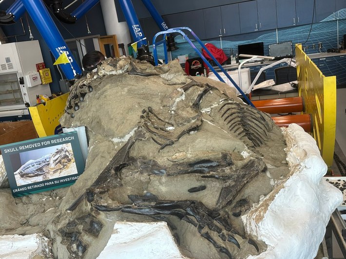 a photo of the dueling dinosarus fossil under preparation at the North Carolina Museum of Natural Sciences