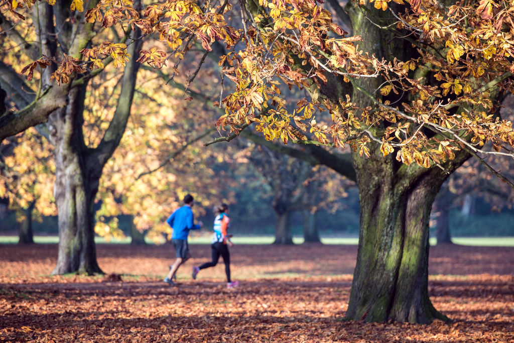 Two joggers run in an autumnal park between two trees.
