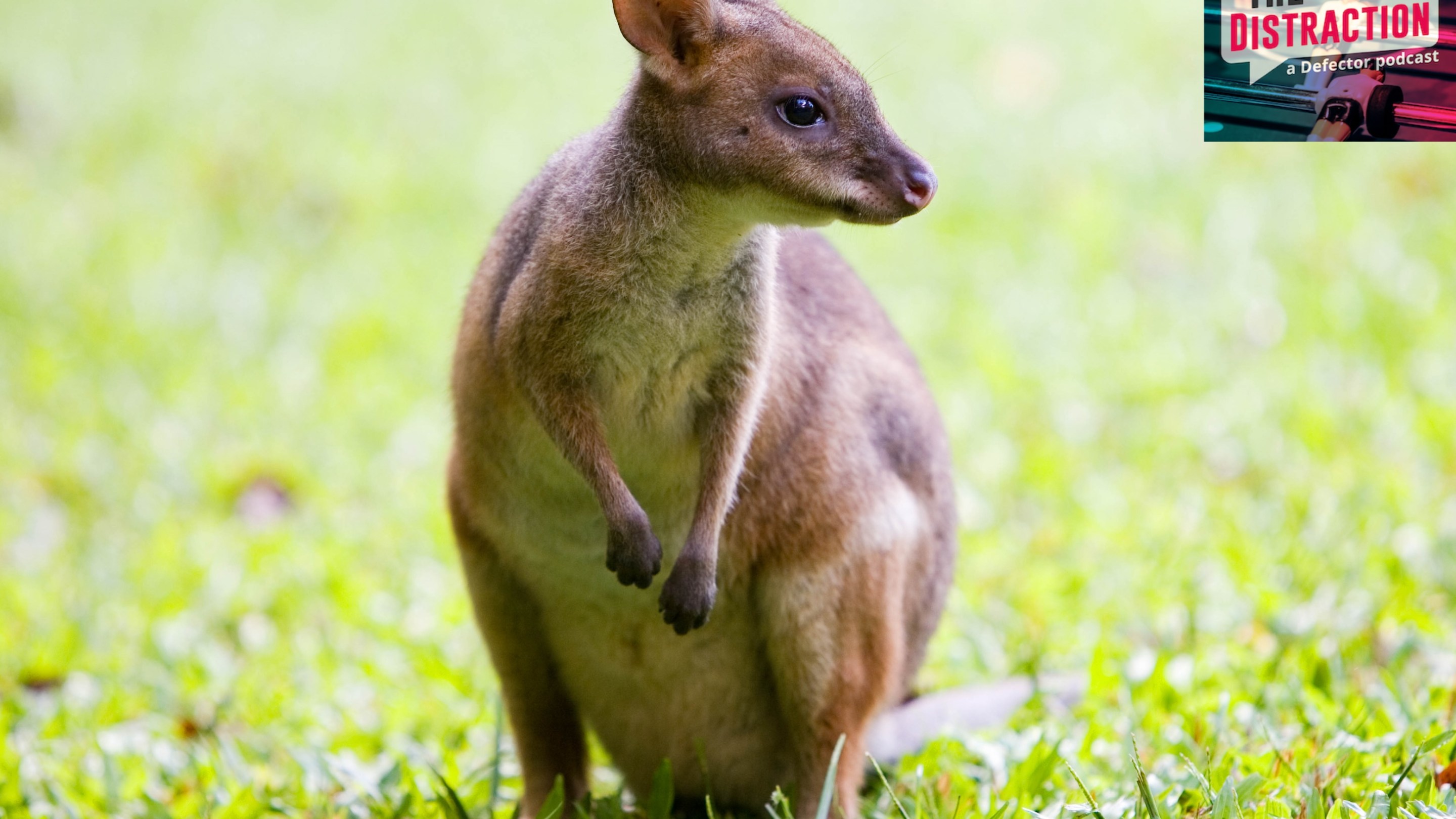 Red-legged Pademelon in the rainforest, Daintree, Queensland, Australia.