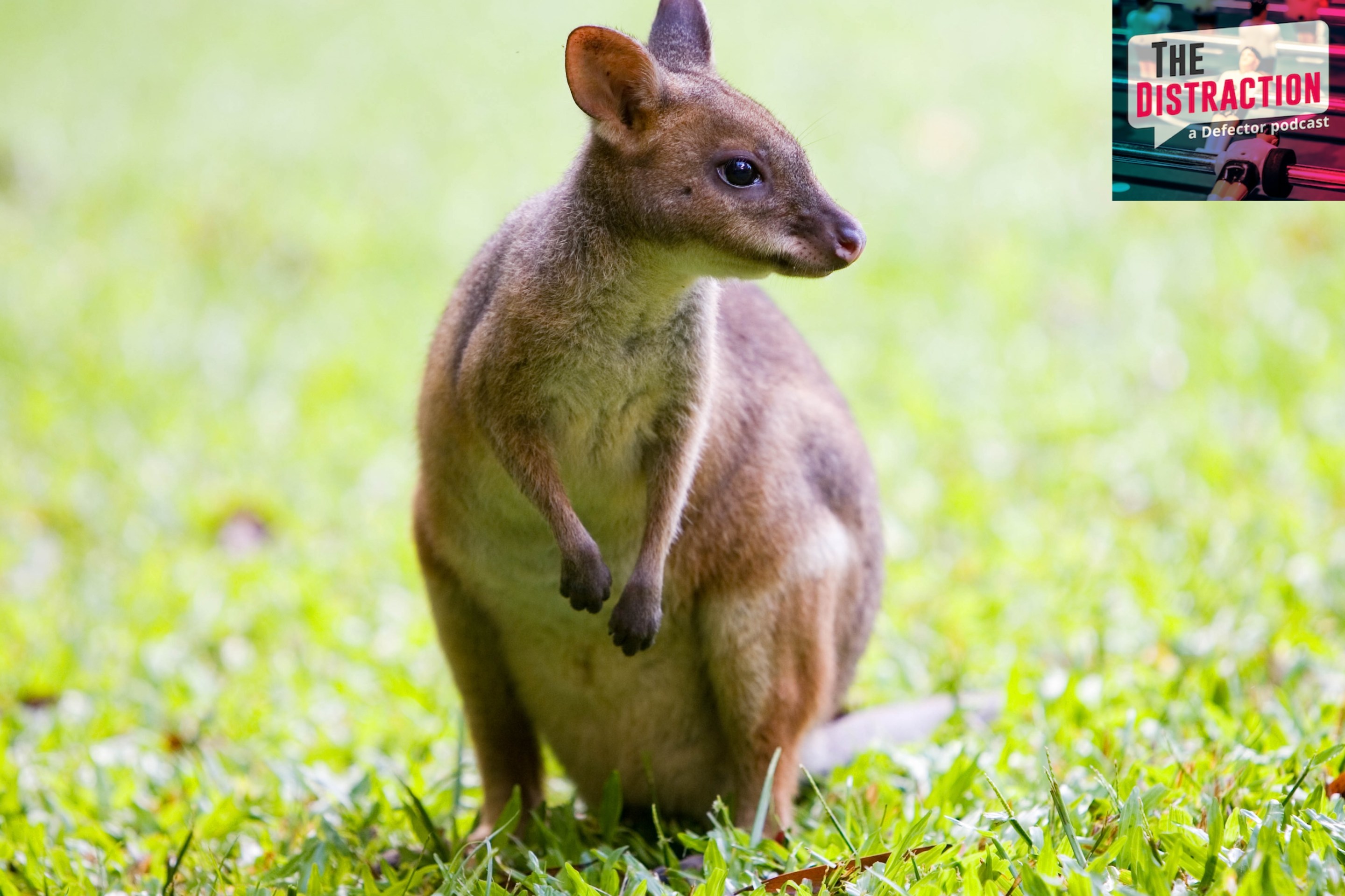Red-legged Pademelon in the rainforest, Daintree, Queensland, Australia.