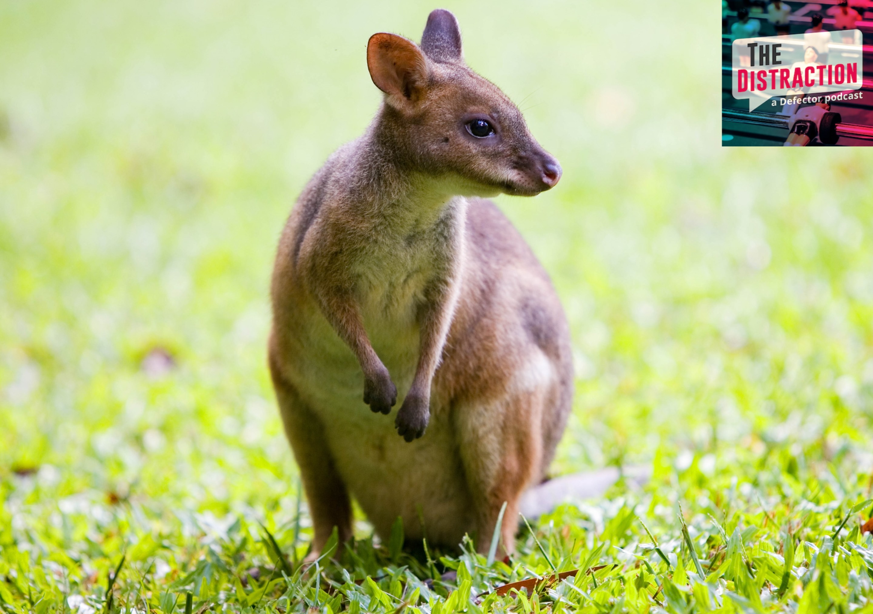 Red-legged Pademelon in the rainforest, Daintree, Queensland, Australia.