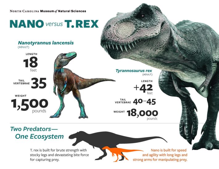 an infographic explaining the difference between Nano and T. rex. Nano grows 18 feet long, has 35 tail vertebrae, and weighs 1,500 pounds. T. rex grows 42+ feet long, has 40-45 tail vertebrae, and weighs 18,000 pounds. Two predators—one ecosystem. T. rex is built for brute strength with stocky legs and devastating bite force for capturing prey. Nano is built for speed and agility with long legs and strong arms for manipulating prey.