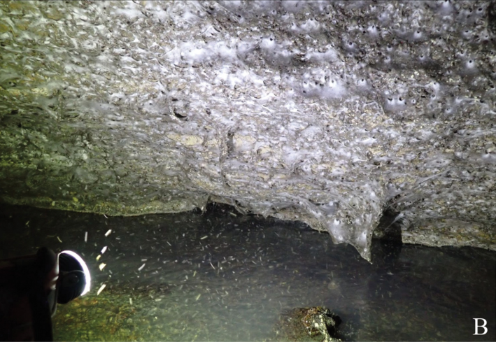 another view of the world's largest spider web, which kind of looks like a cottony mushroomy growth surrounding by a hellscape of tiny flies. cool!