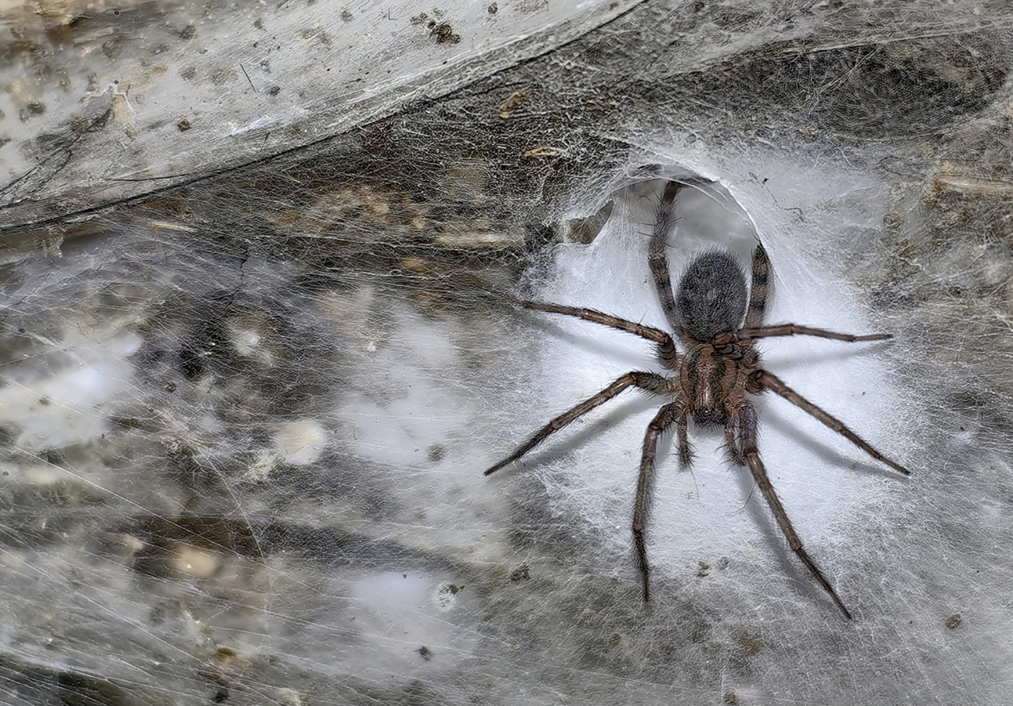 a female spider next to a funnel-shaped hole in a web