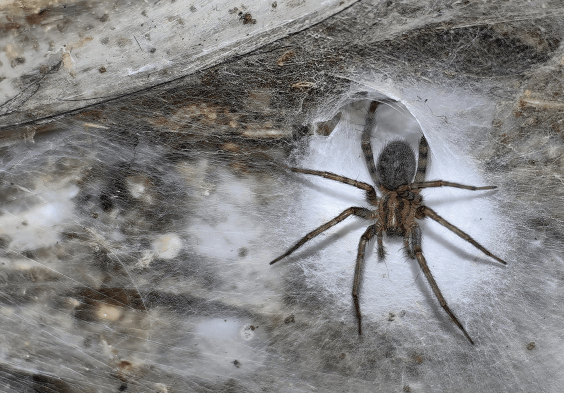 Drop Whatever You’re Doing Right This Instant, There’s Big Spider Web News