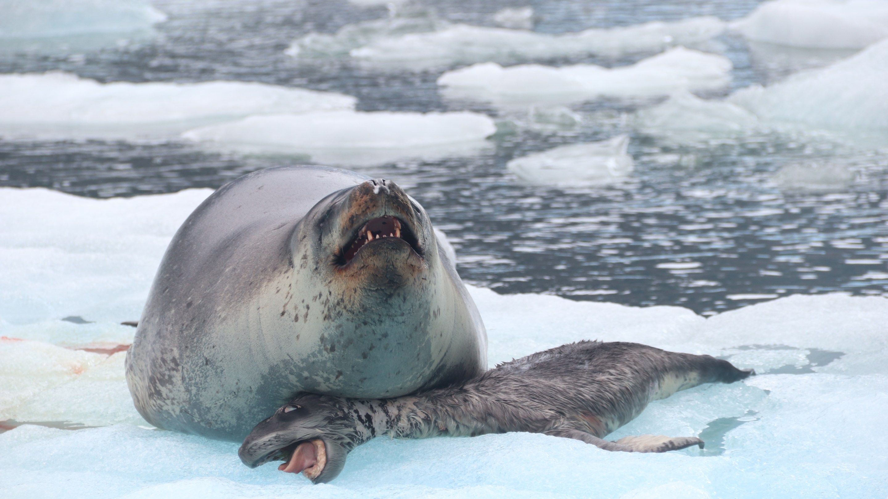 a mother leopard seal opens her mouth above the body of her dead pup