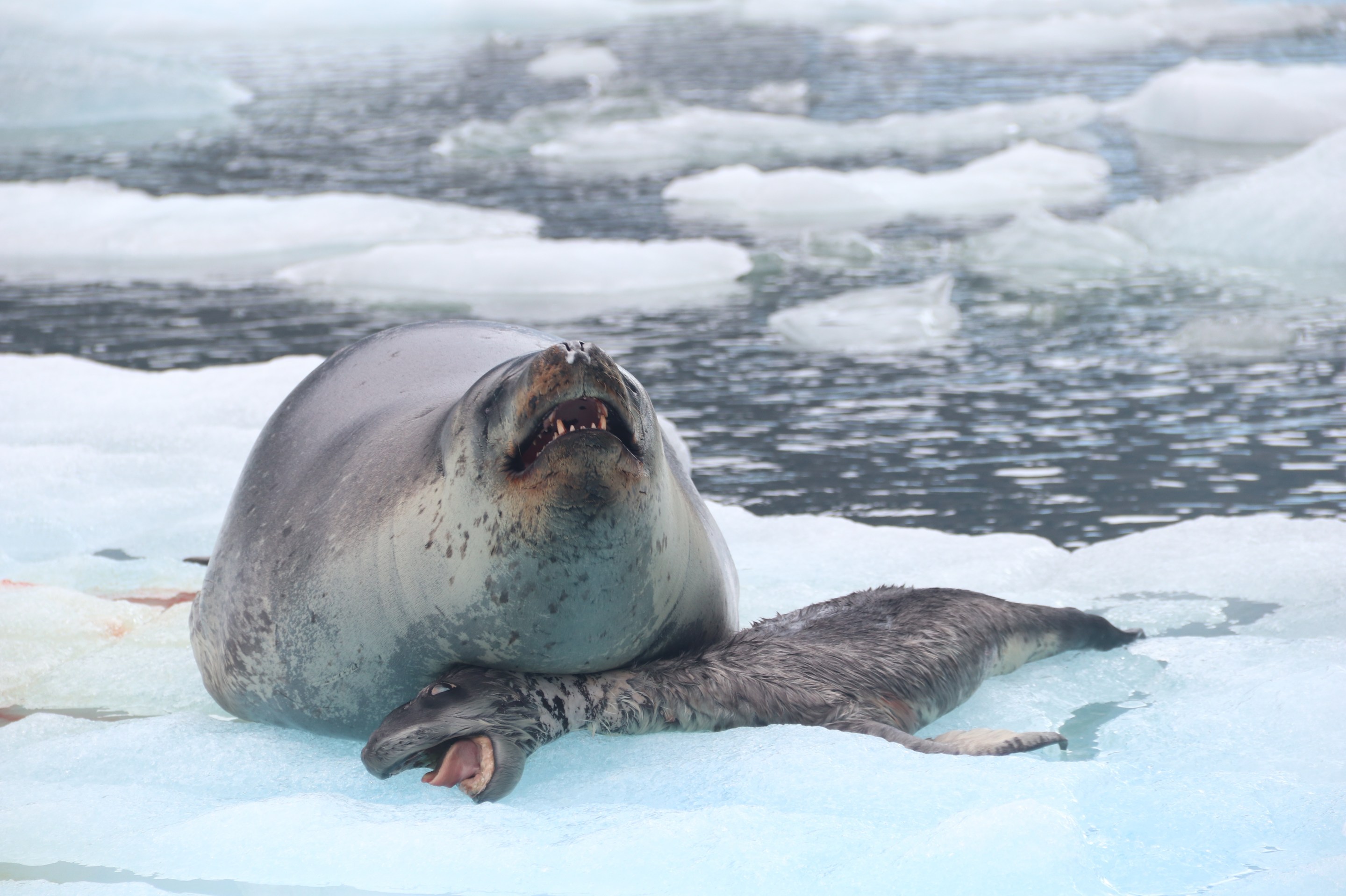 a mother leopard seal opens her mouth above the body of her dead pup