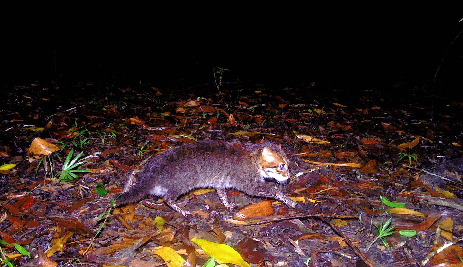 flat-headed cat, small wild cat, camera trap, southeast Asia, Thailand