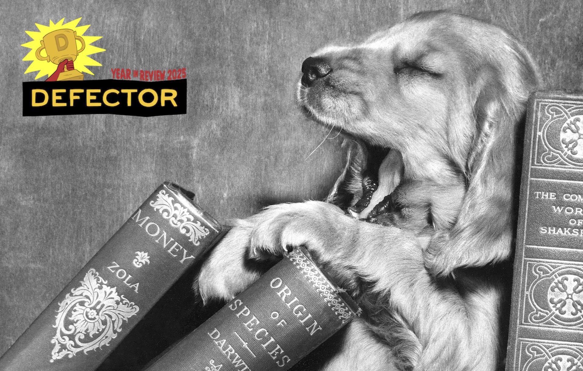 Tired Cocker Spaniel puppy with books