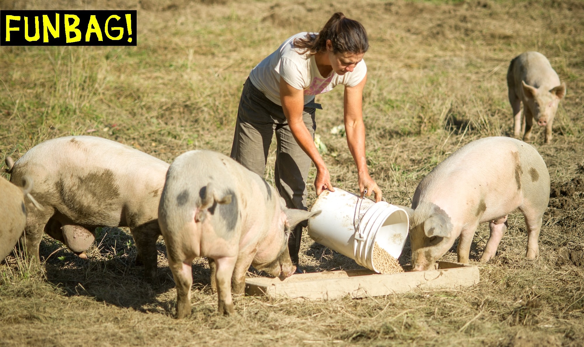 Woman farmer feeding hogs Lisbon Falls, ME