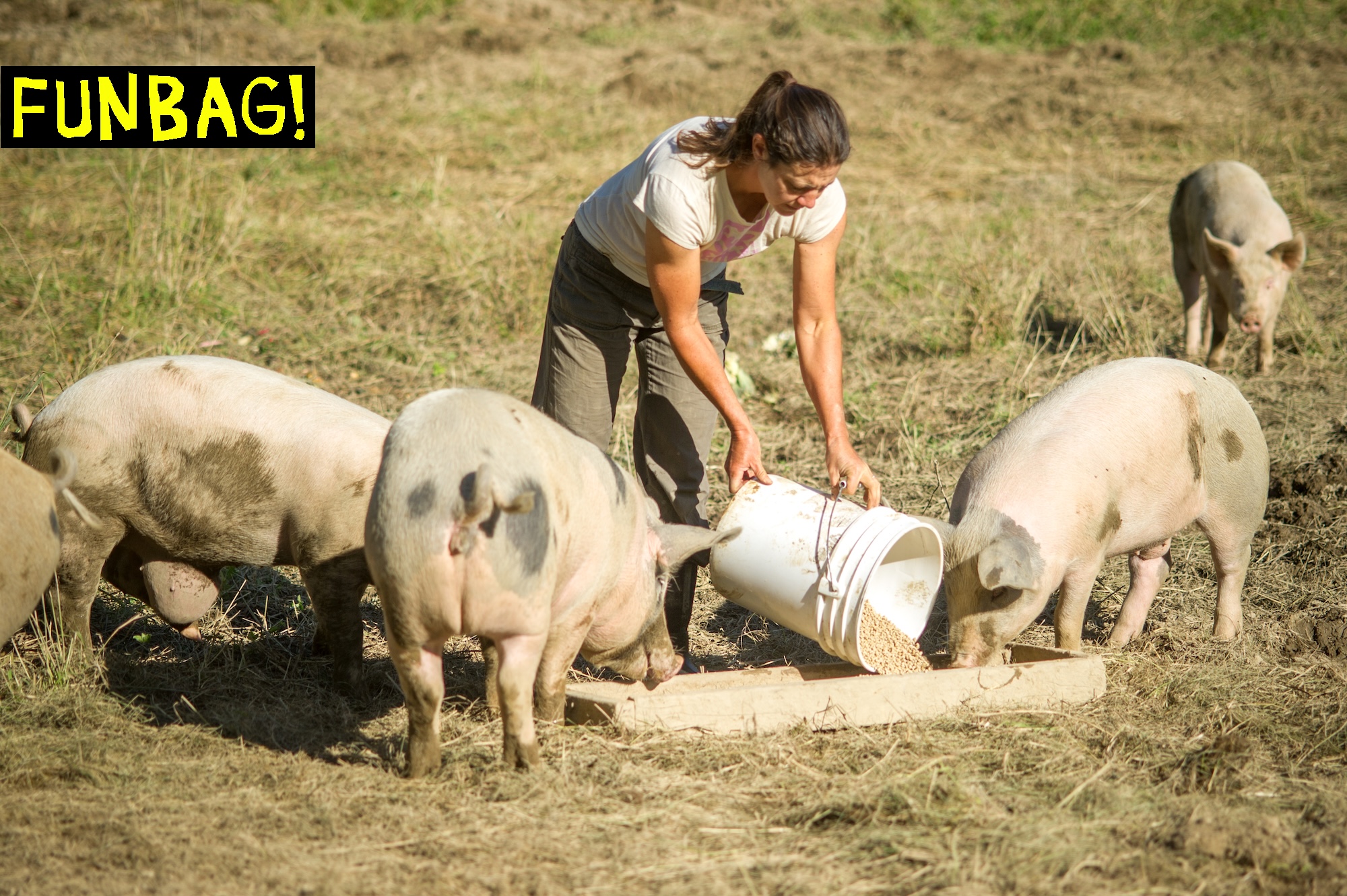 Woman farmer feeding hogs Lisbon Falls, ME