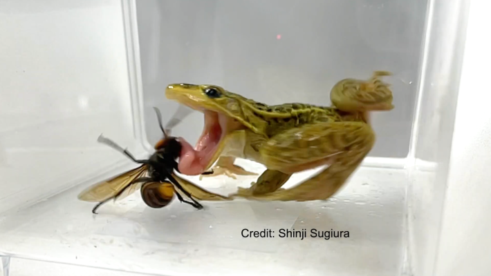 a photo of a green frog about to swallow a large hornet