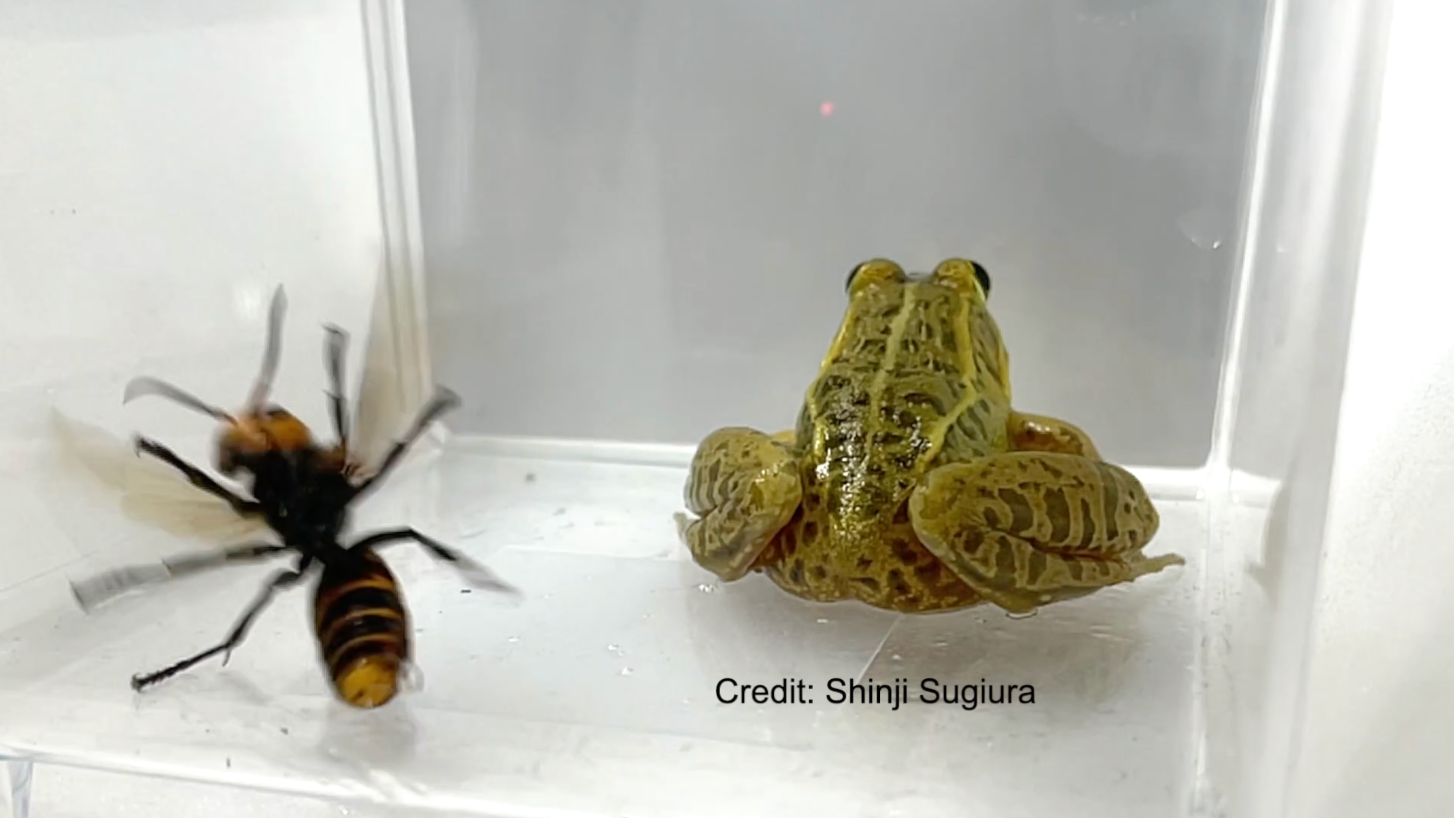 A screencap of a video showing the backside of a green frog and a hornet inside a plastic box