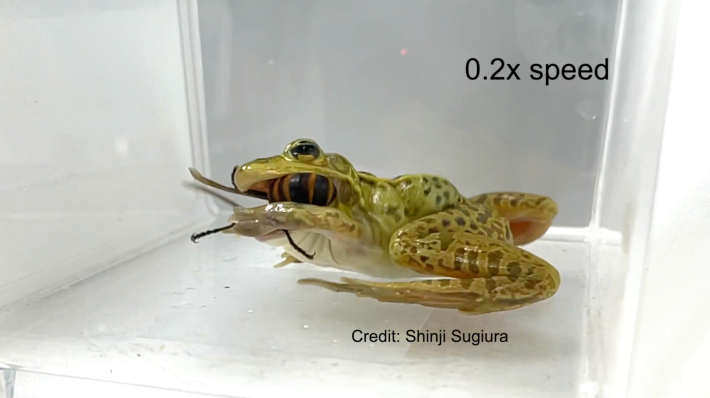 a green frog has most of a big hornet in its mouth