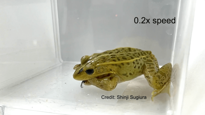 A green frog stuffing its face with a giant hornet