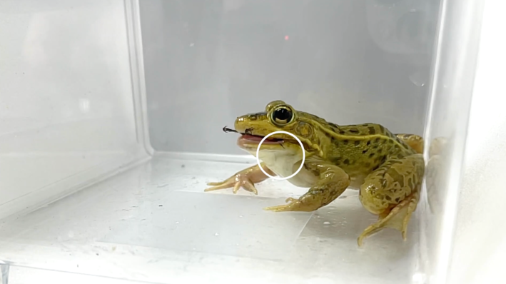 a green frog with a hornet in its mouth. you can see the hornet's stinger sticking out from its lower lip, circled in white