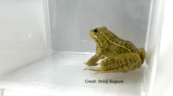 a green frog realizing that he's going to be okay :')