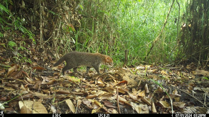 An Endangered flat-headed cat (Prionailurus planiceps) roams the swampy area of the Tangkulap Forest Reserve, Sabah, Malaysian Borneo.