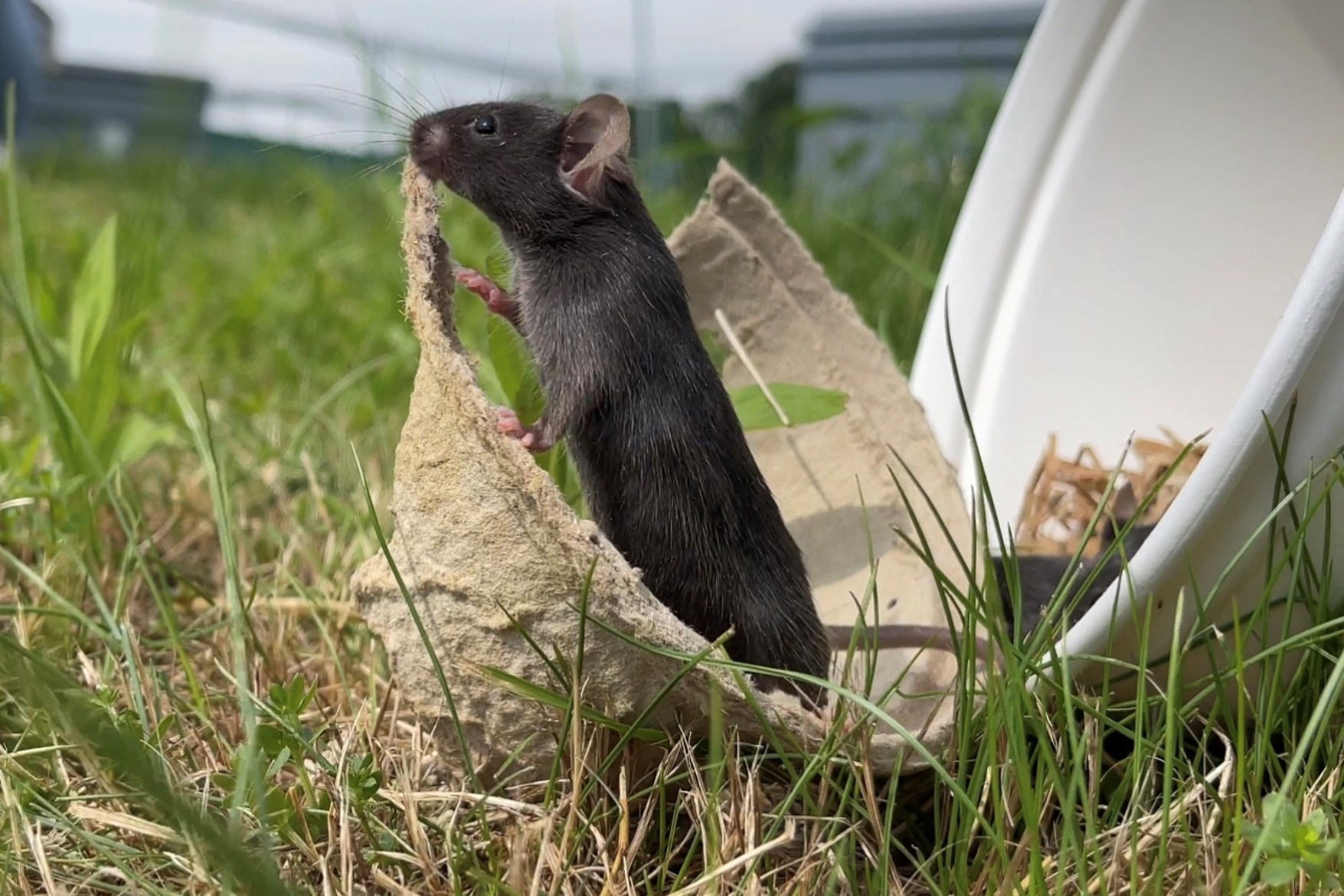 a laboratory mouse pokes out of a brown paper cup in a field of grass