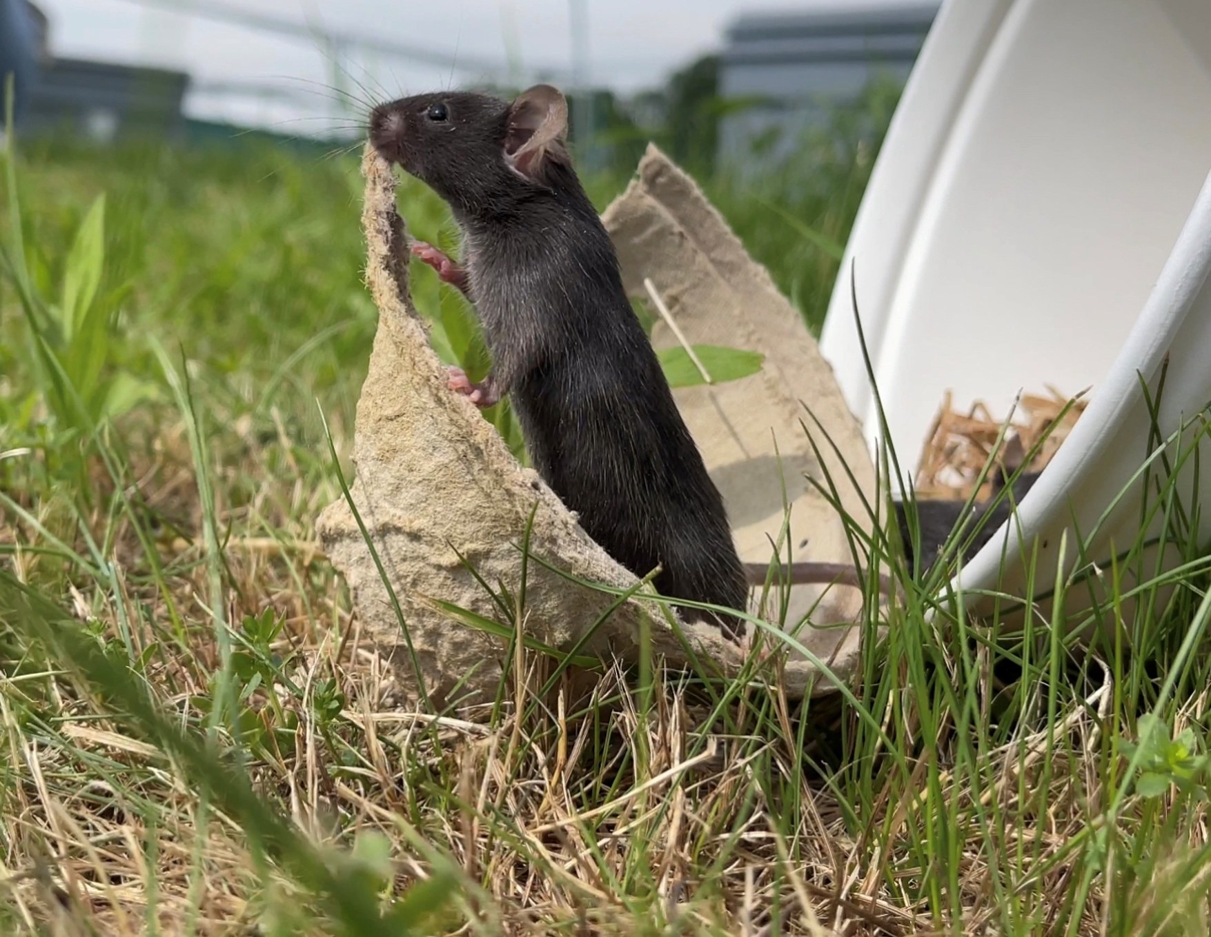 a laboratory mouse pokes out of a brown paper cup in a field of grass