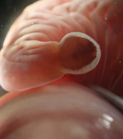 Uma foto da cabeça do Basodiscus, o verme mais antigo