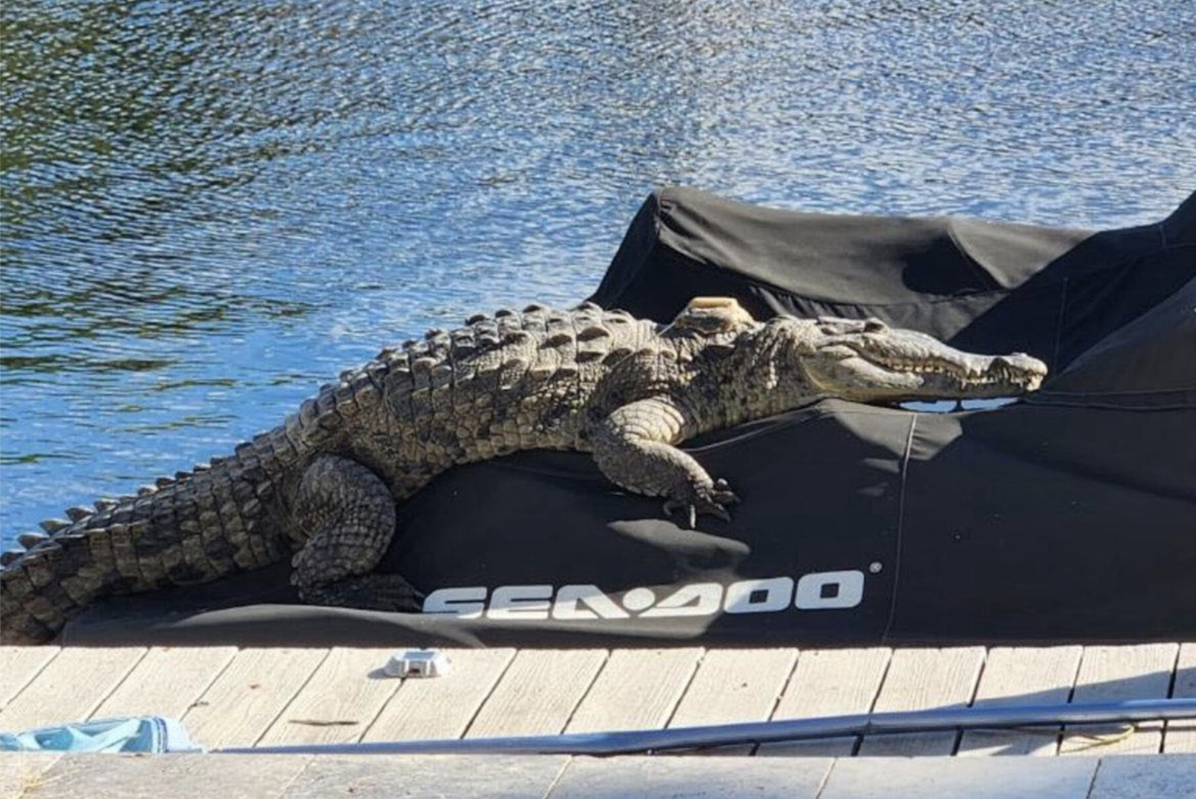 American crocodile basking on jet ski, Broward County, Florida, USA December 2023. This crocodile was being tracked with a satellite transmitter as a component of ongoing research.