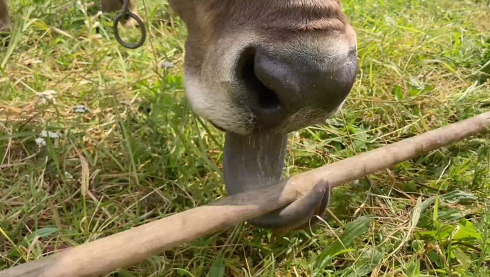a photo of Veronika the cow using her tongue to pick up a broom