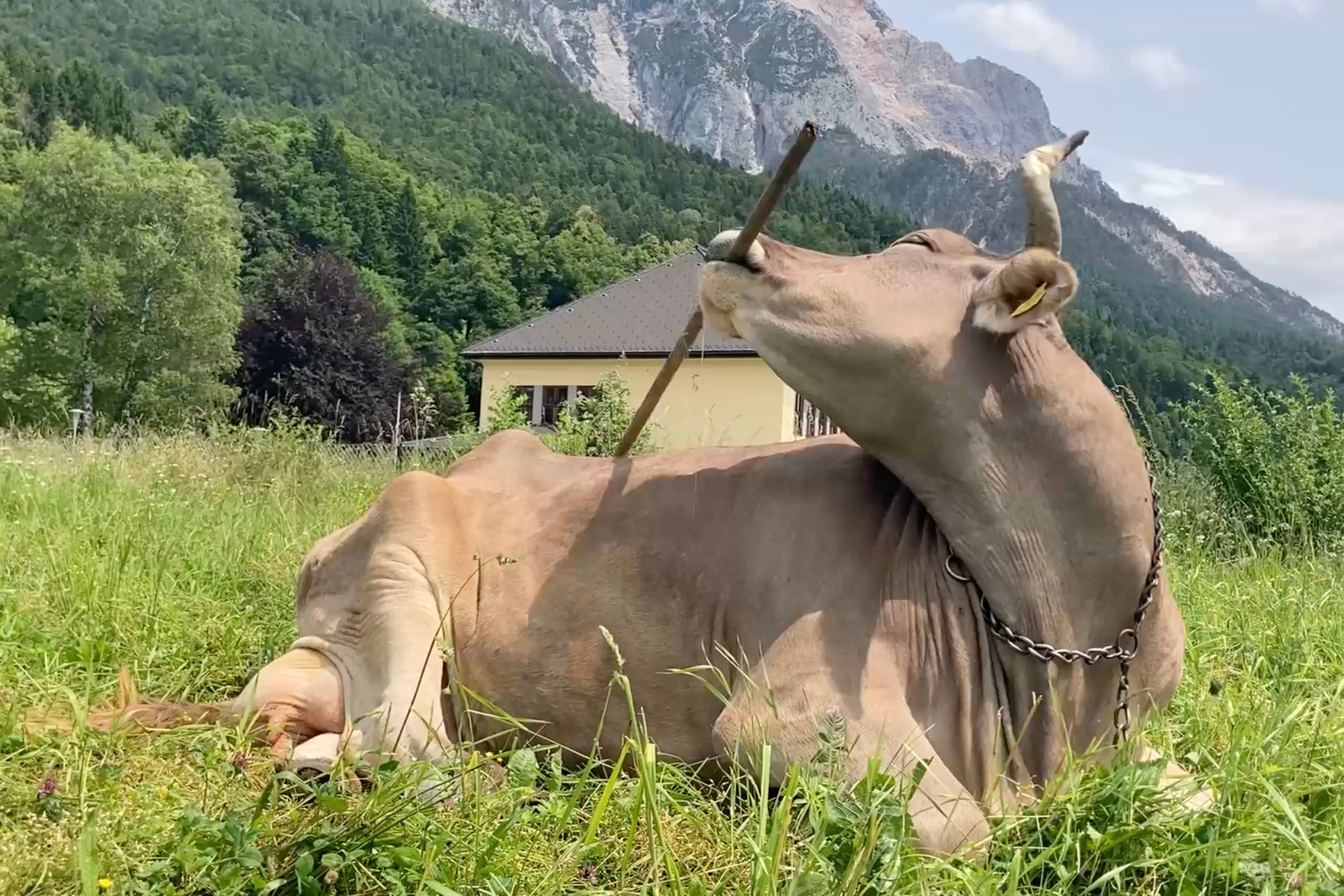 Veronika the cow resting while using a stick.