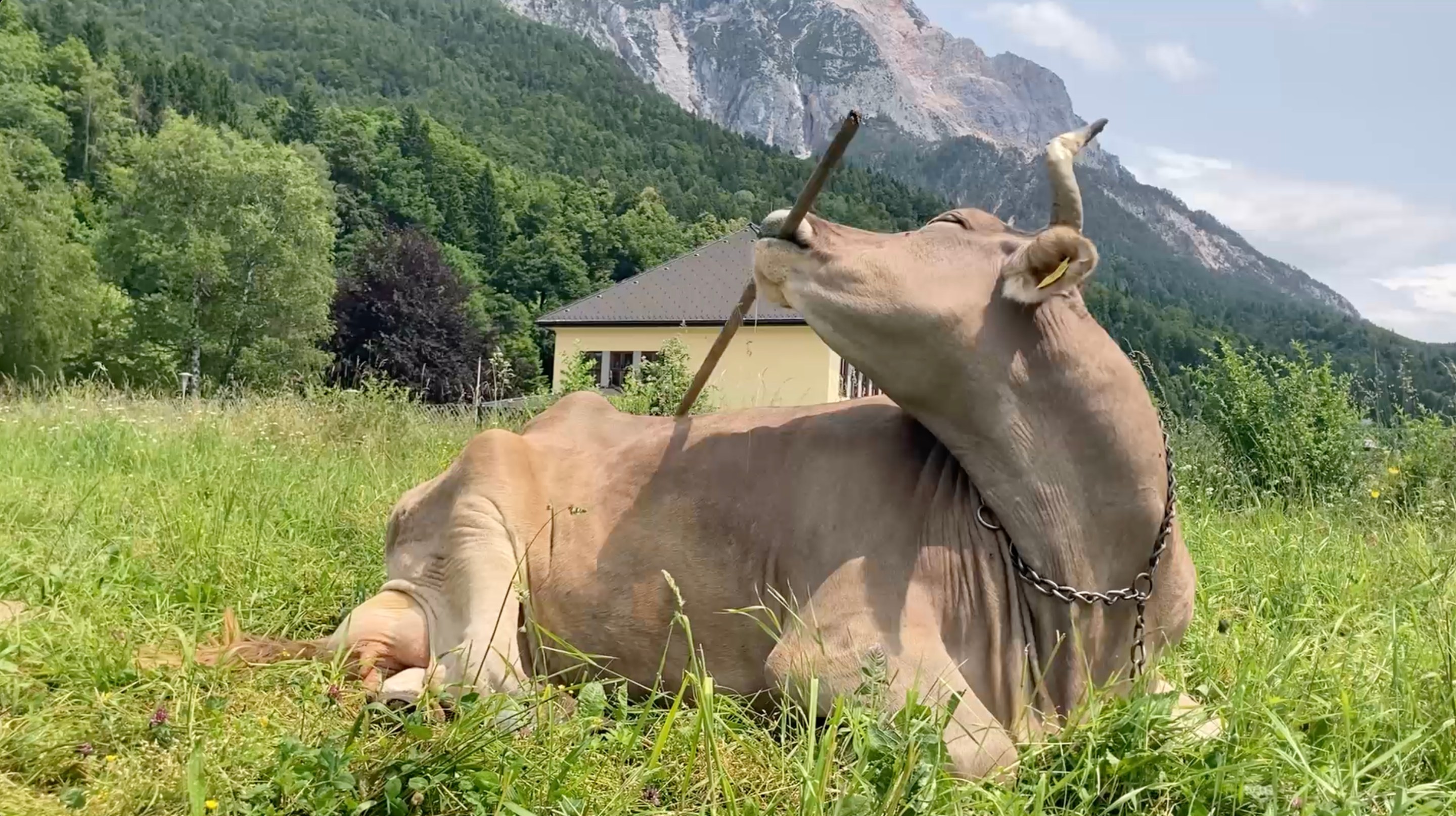Veronika the cow resting while using a stick.