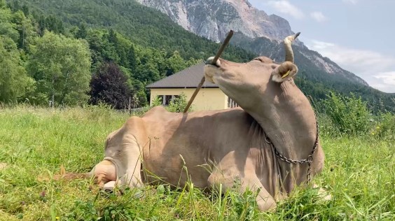 Veronika The Cow’s Record Scratch