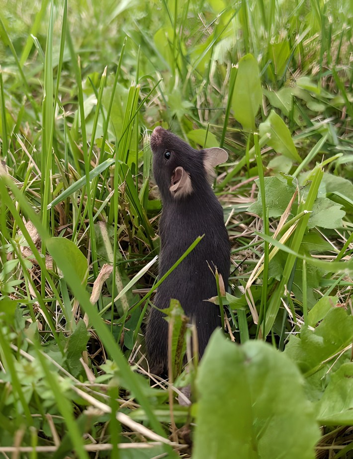 a dark-colored laboratory mouse sniffs around in the grass