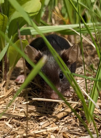Um rato de laboratório preto enrolado em uma pilha de grama