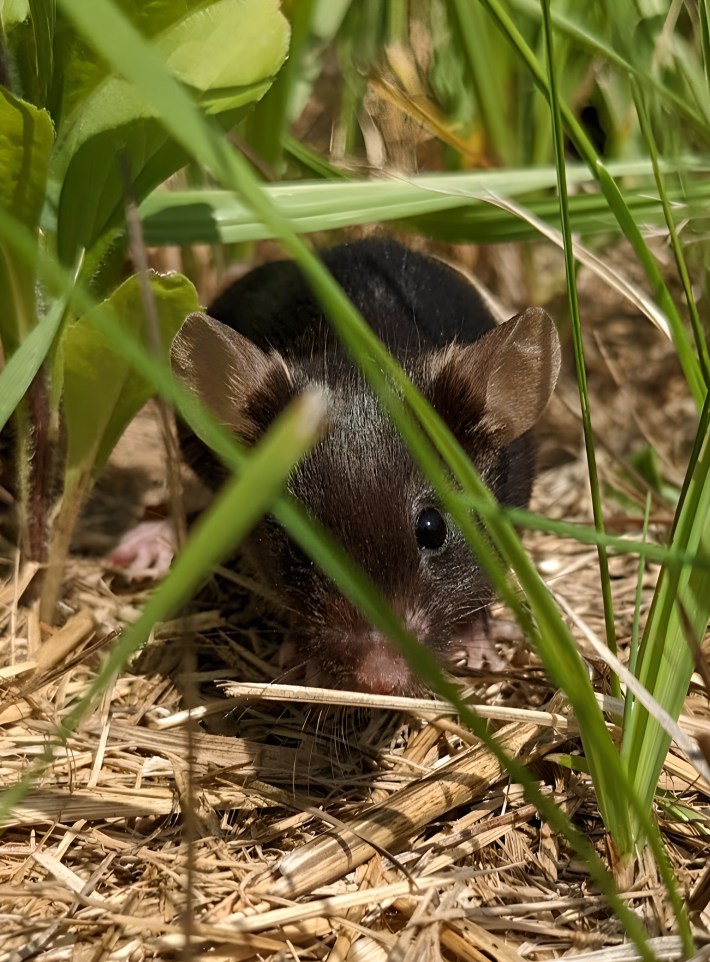 a black laboratory mouse crouched in strands of grass